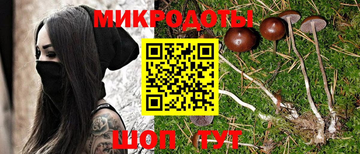 Галлюциногенные грибы Psilocybe Кизилюрт
